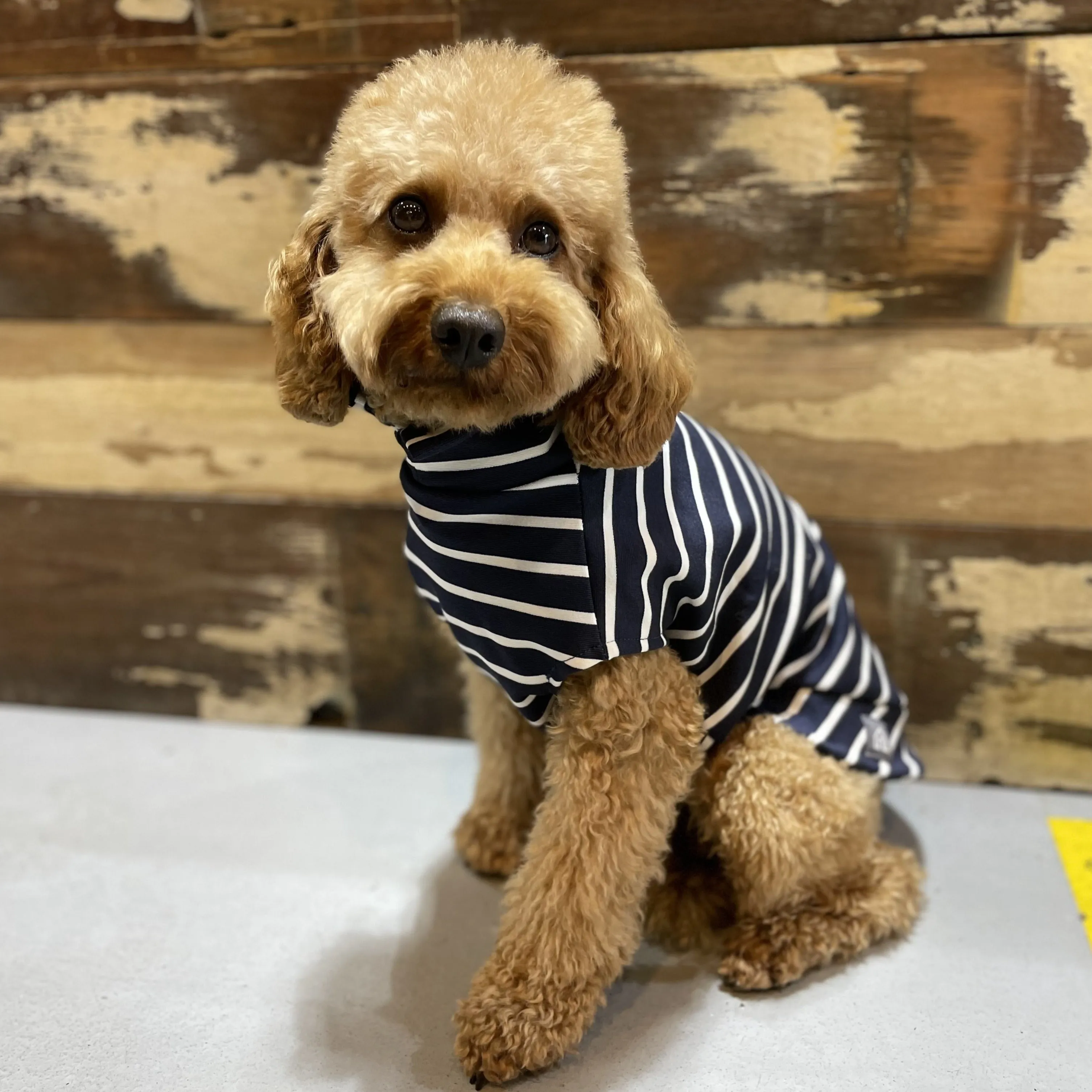 Stripy T-Shirts for Dogs