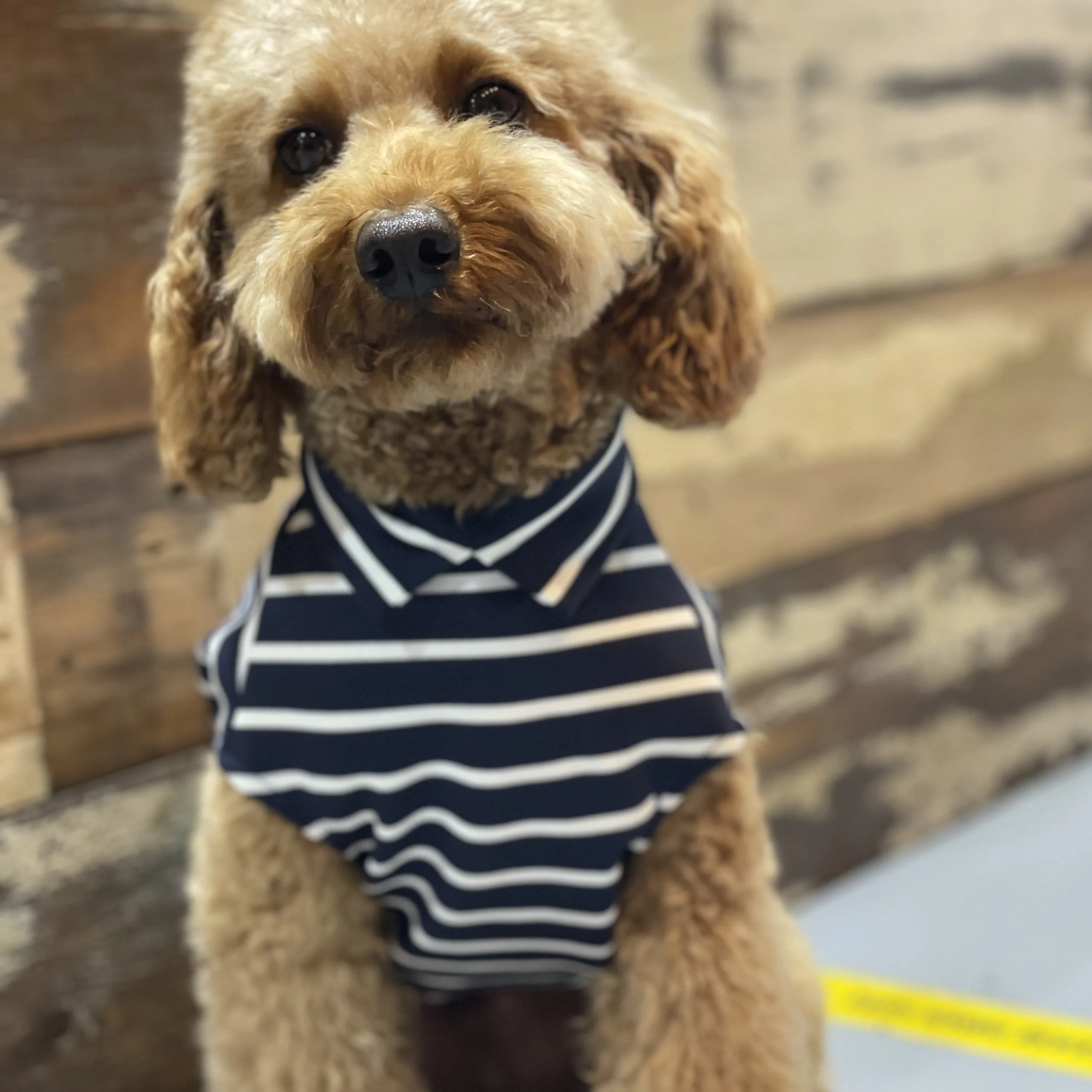 Stripy T-Shirts for Dogs