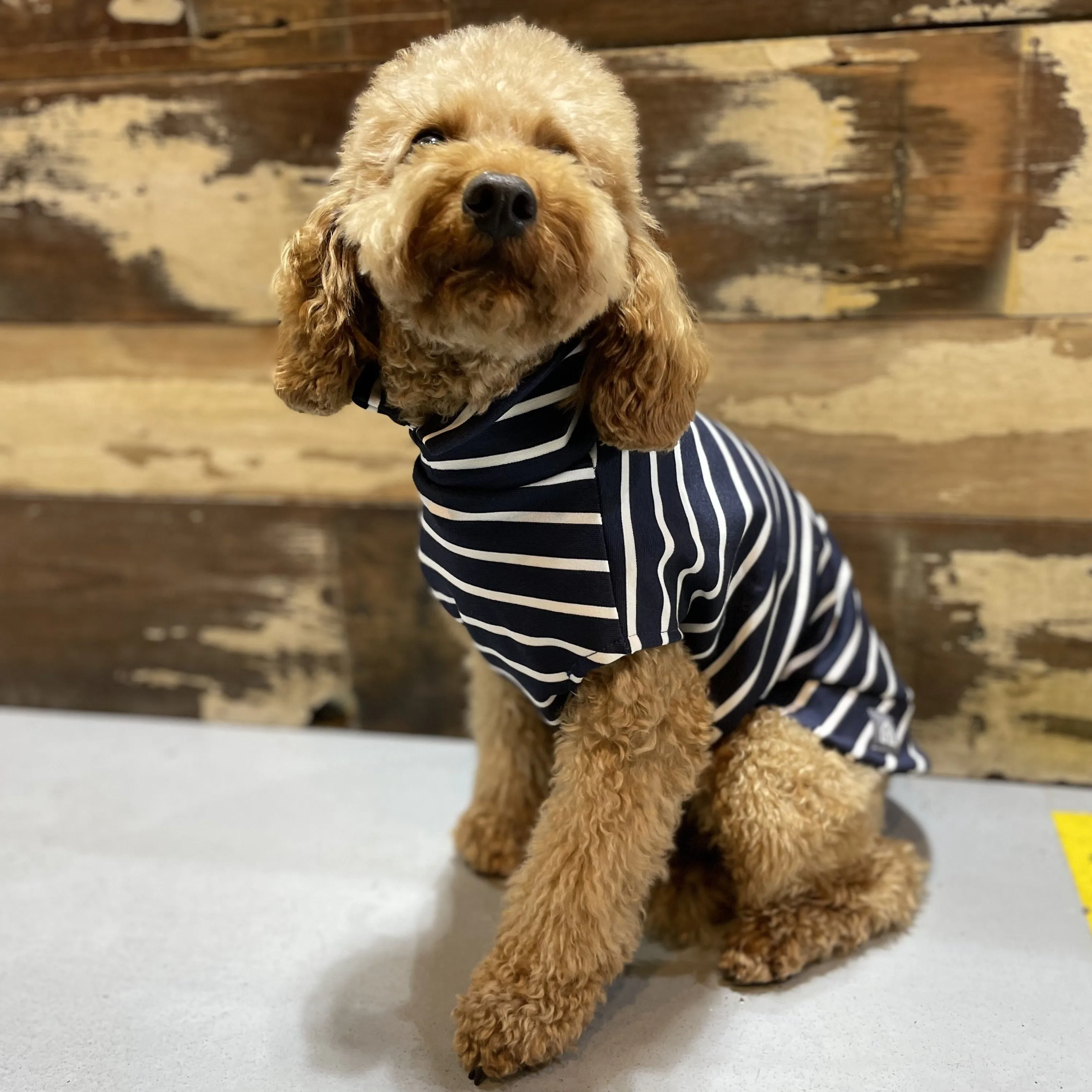 Stripy T-Shirts for Dogs